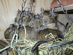 Kuschelnde Degus in der Heuschaukel