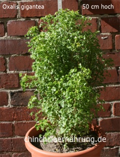 Oxalis gigantea (Oxalis gigantea Barnéoud)