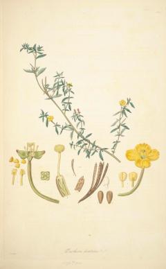 Camissonia dentata