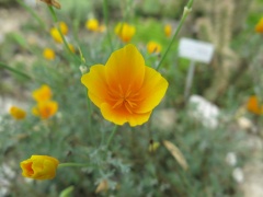 Goldmohn (Eschscholzia californica)