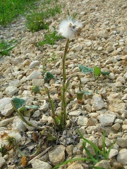 Huflattich (Tussilago farfara L.)