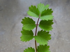 Kleiner Wiesenknopf Blatt