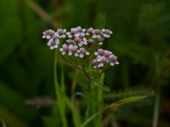 Wiesen-Schafgarbe