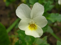  (Viola tricolor)