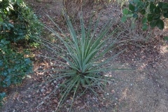 Chile-Puya (Puya chilensis)