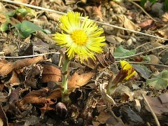 Huflattich (Tussilago farfara L.)