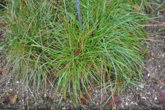 (Helictotrichon pubescens)