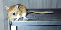 Persische Rennmaus (Meriones persicus)Foto: A. Buyken & B. Puchala