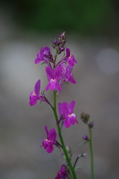 verwildete Hybride, Blütenstand