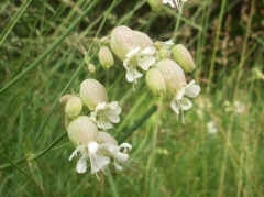 Blühendes Traubenkropf-Leimkraut