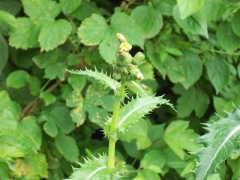 Raue Gänsedistel Blüten