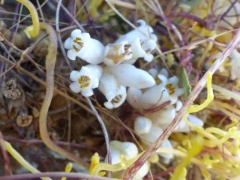 Blühende Cuscuta tinctoria auf einem .