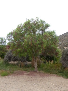 Peruanischer Pfefferbaum im .