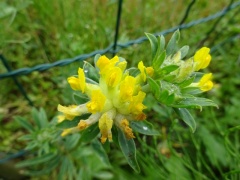 Echter Wundklee Blüten