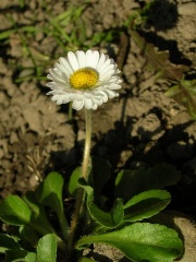 Gänseblümchen