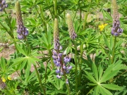 Blaue Lupine