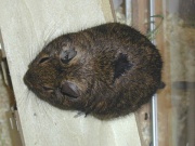 Degu mit weggeschnittenem Fell (schwarzer Fleck)