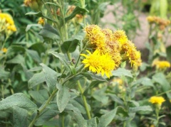  (Inula germanica L.)