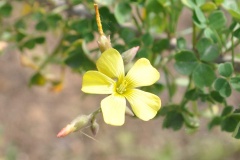  (Oxalis gigantea)