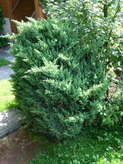 Gemeiner Wacholder (Juniperus communis)