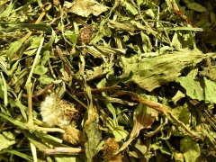 Schweizer Kräuter-Hilfe