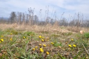 Huflattich (Tussilago farfara L.)