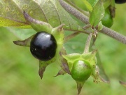 Tollkirsche (Atropa bella-donna)