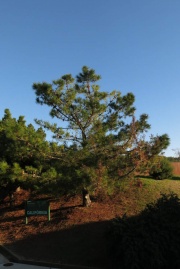 Monterey-Kiefer (Pinus radiata)