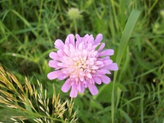 Die Blüte der Acker-Witwenblume